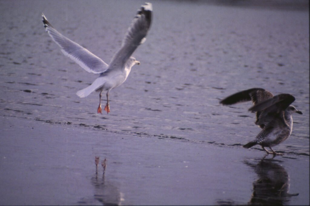 L.CANUS